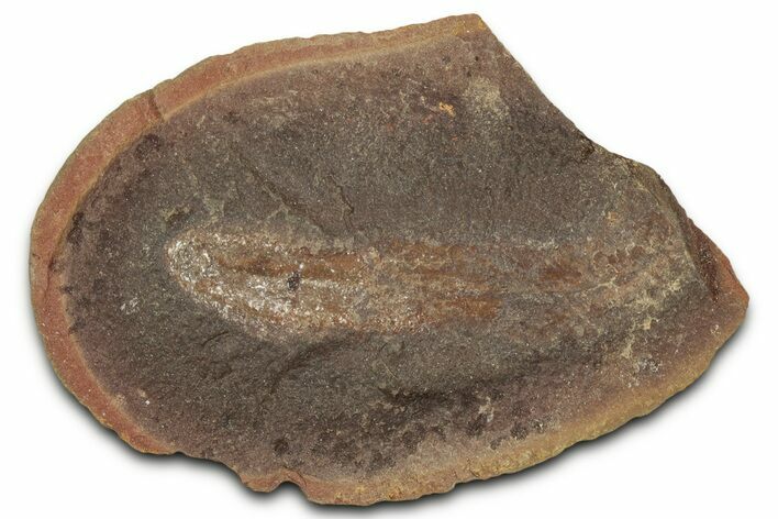 Pennsylvanian Worm Fossil - Mazon Creek #325925